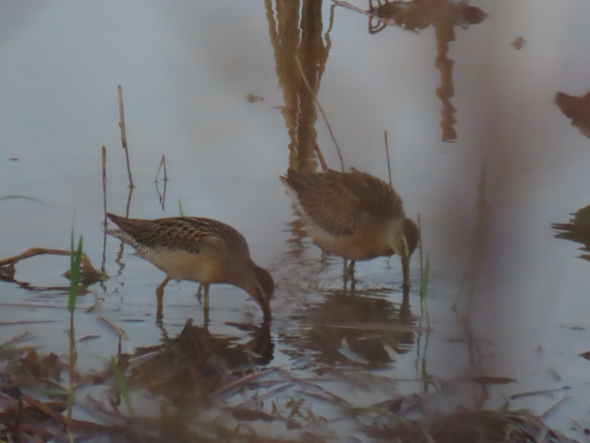 Tundraschlammläufer - ML644414518