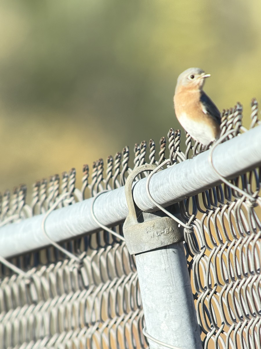 Eastern Bluebird - ML644414520