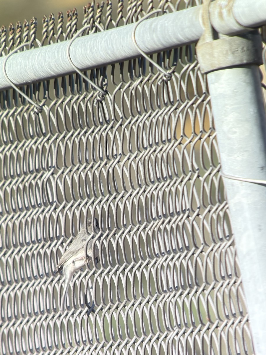 Dark-eyed Junco - ML644414524