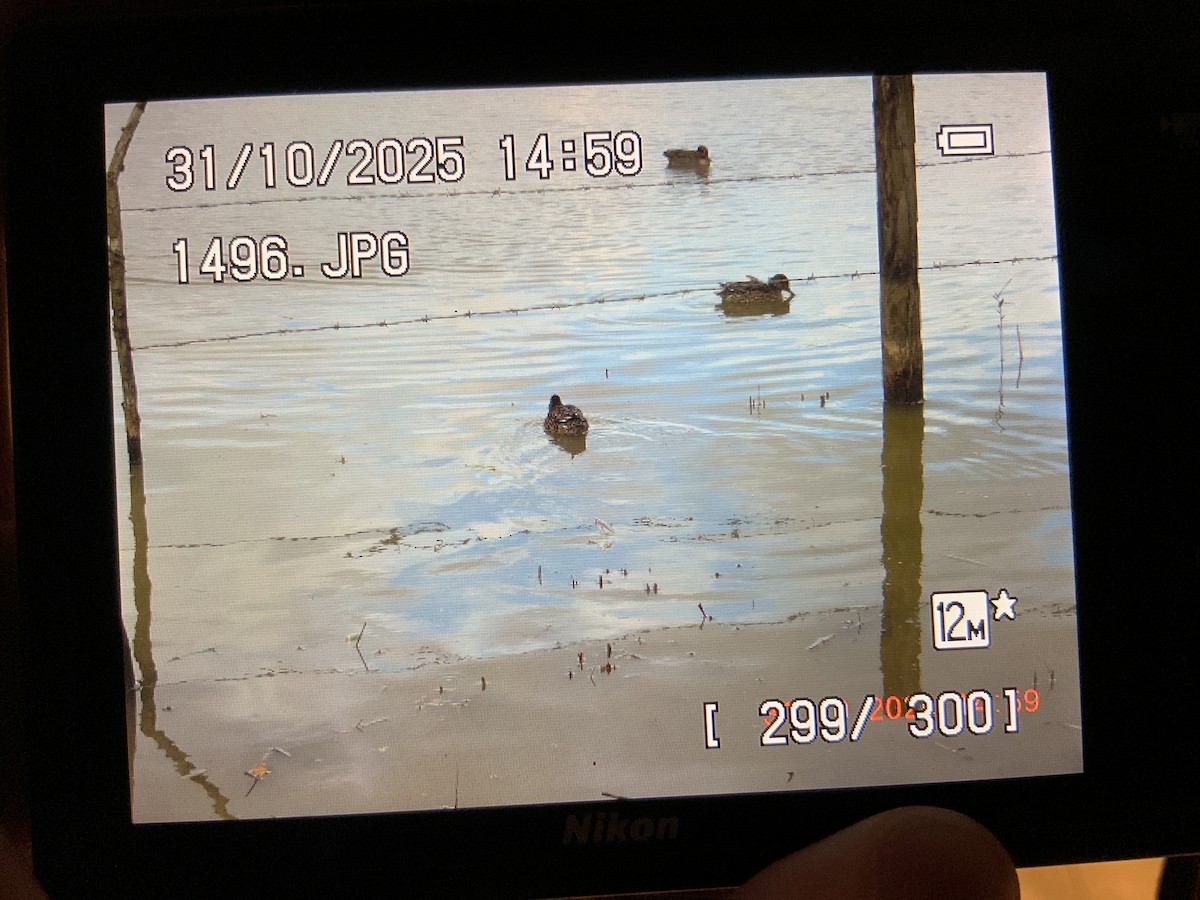 Green-winged Teal (Eurasian) - ML644414529