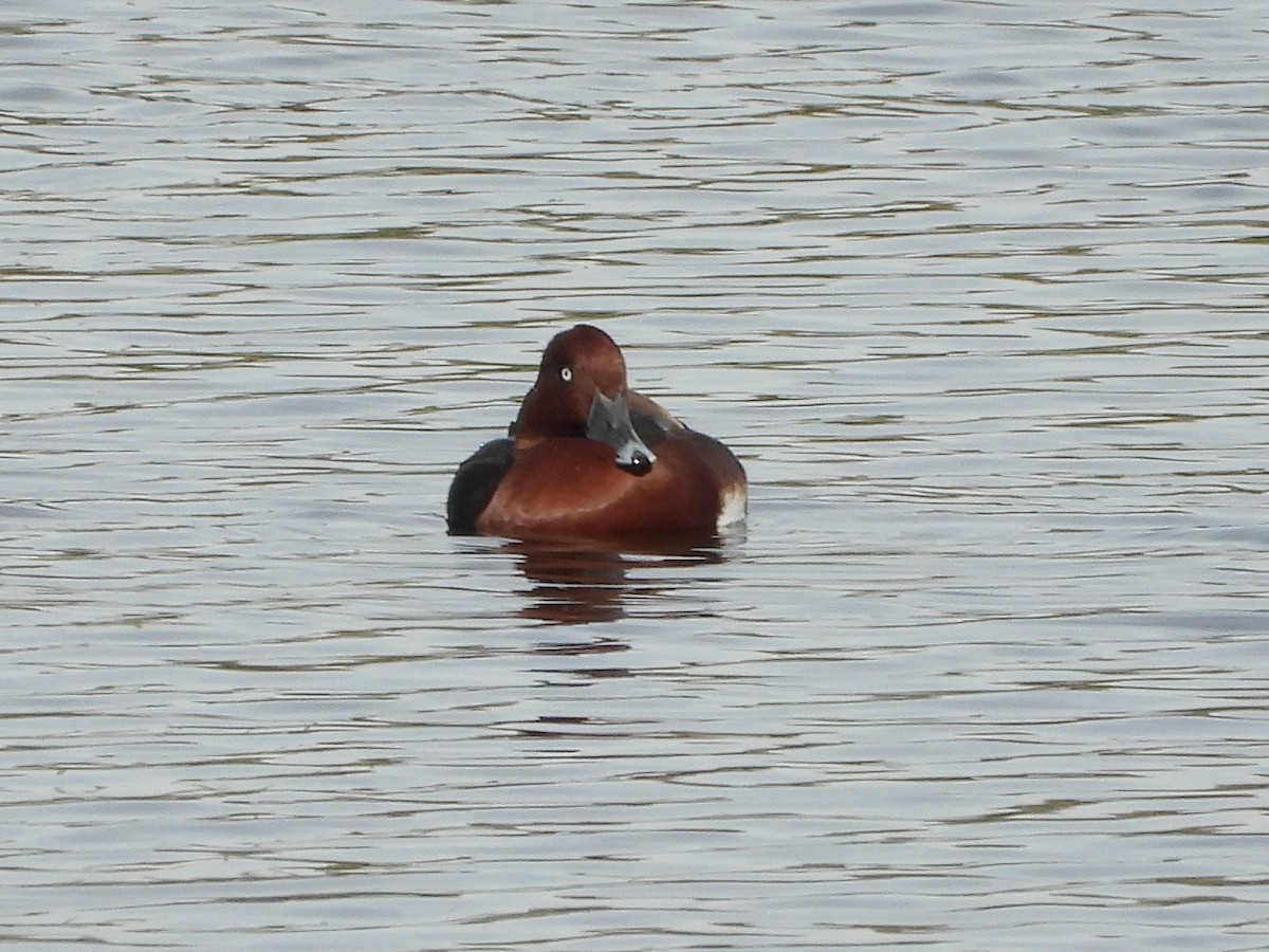 Porrón Pardo - ML644414539