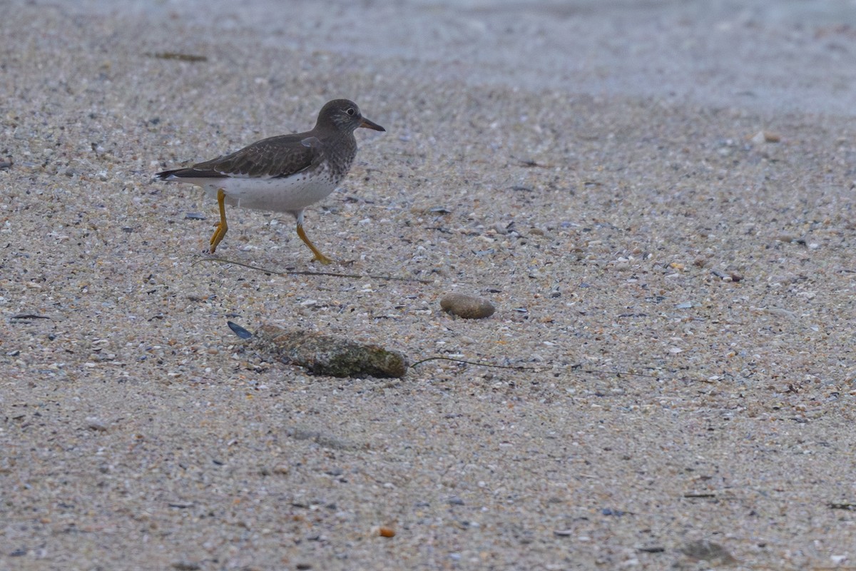 アライソシギ - ML644414543