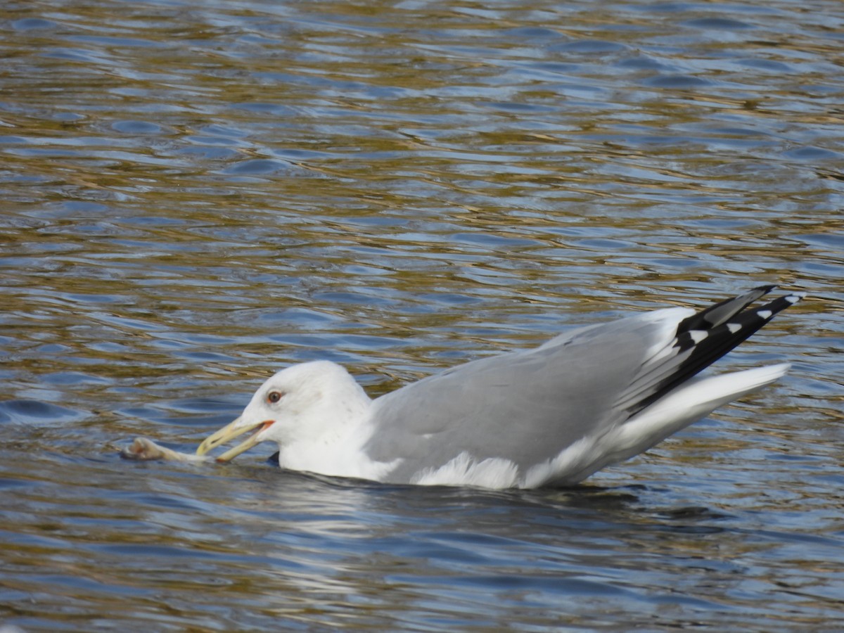 Gabbiano reale pontico - ML644414544
