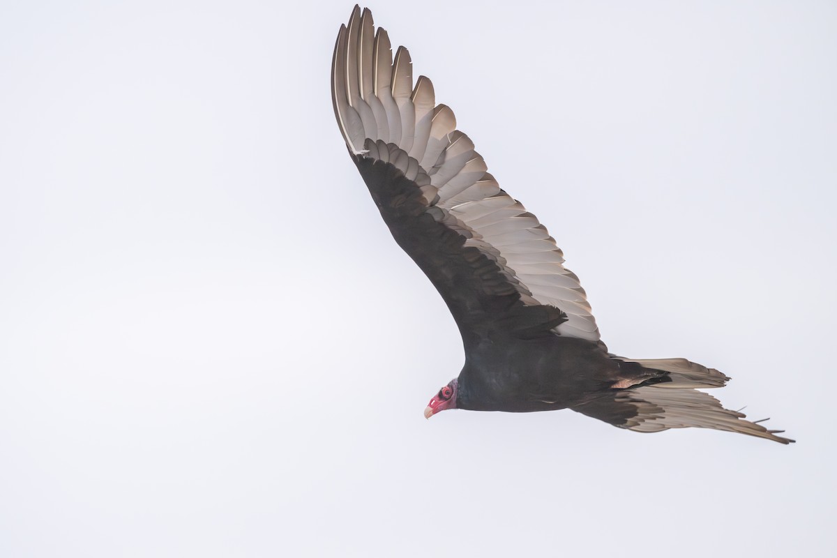 Turkey Vulture - ML644414548
