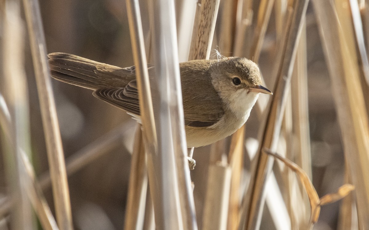 Rousserolle effarvatte - ML644414552