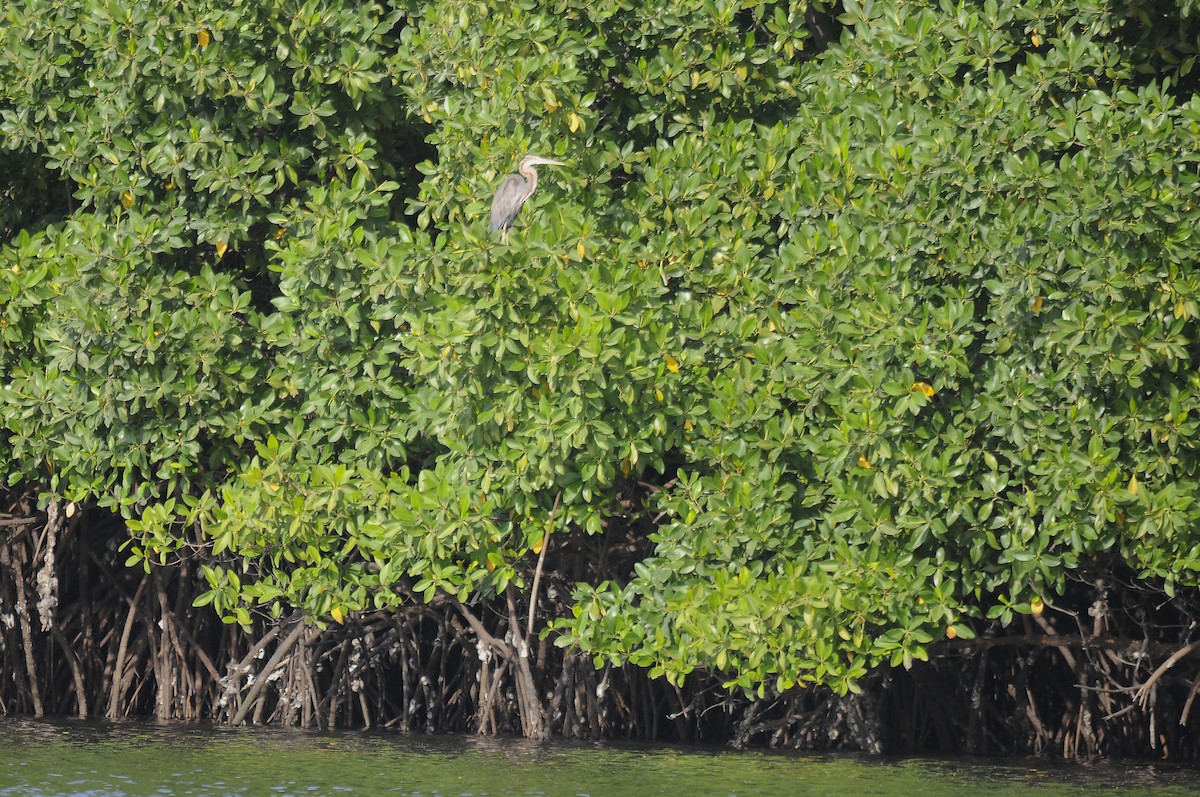 purpurhegre - ML644414553