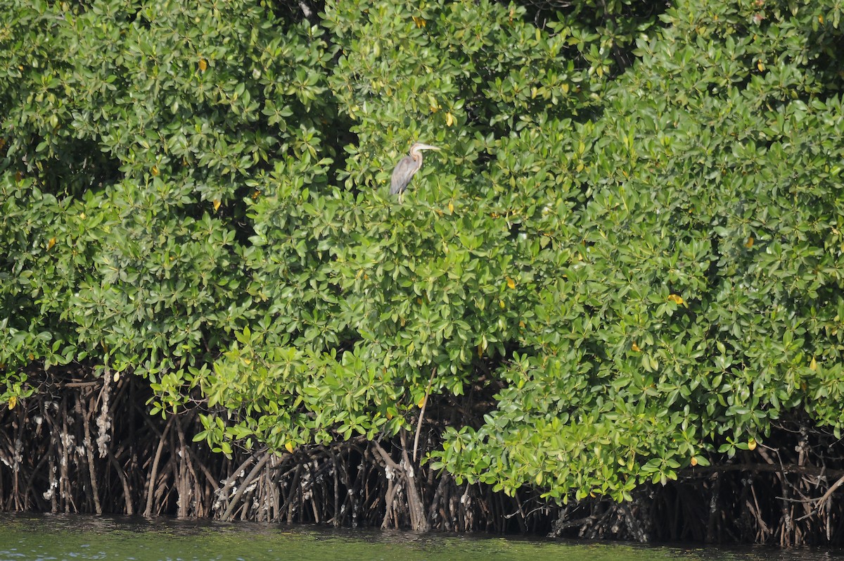 purpurhegre - ML644414554