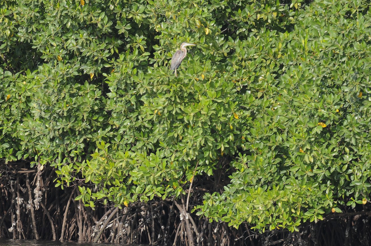 purpurhegre - ML644414555