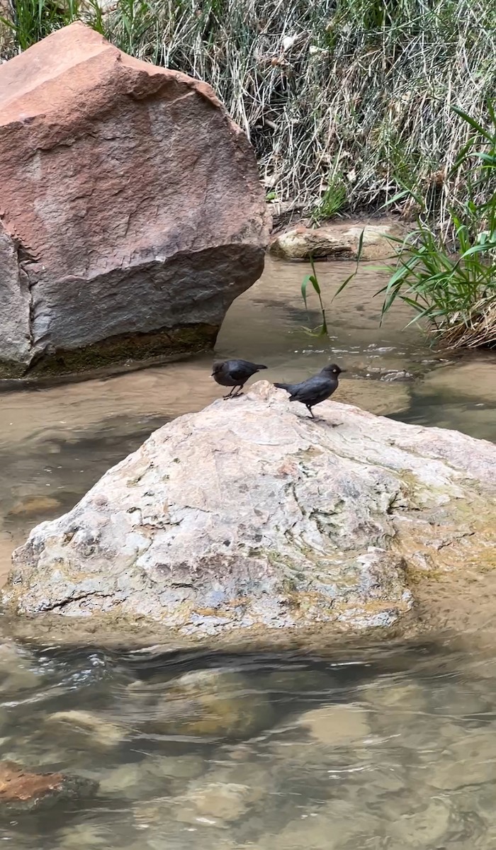 gråfossekall - ML644414564