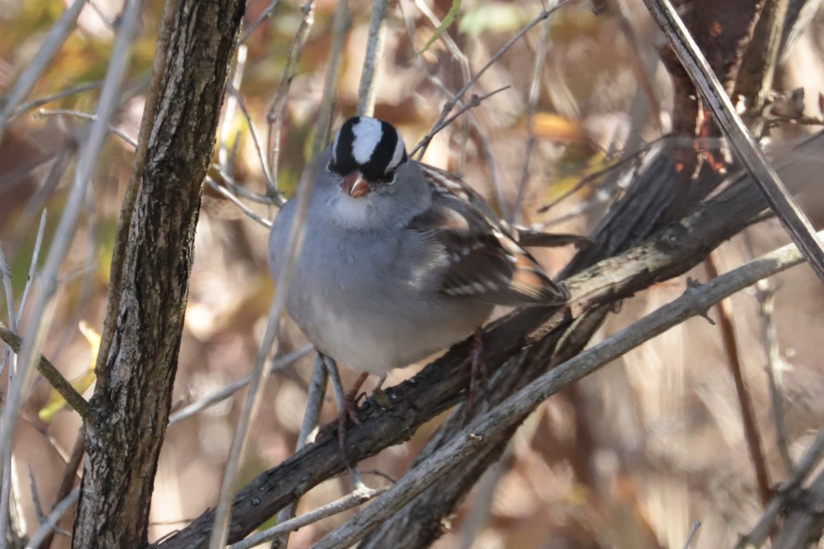 Белобровая овсянка - ML644414565