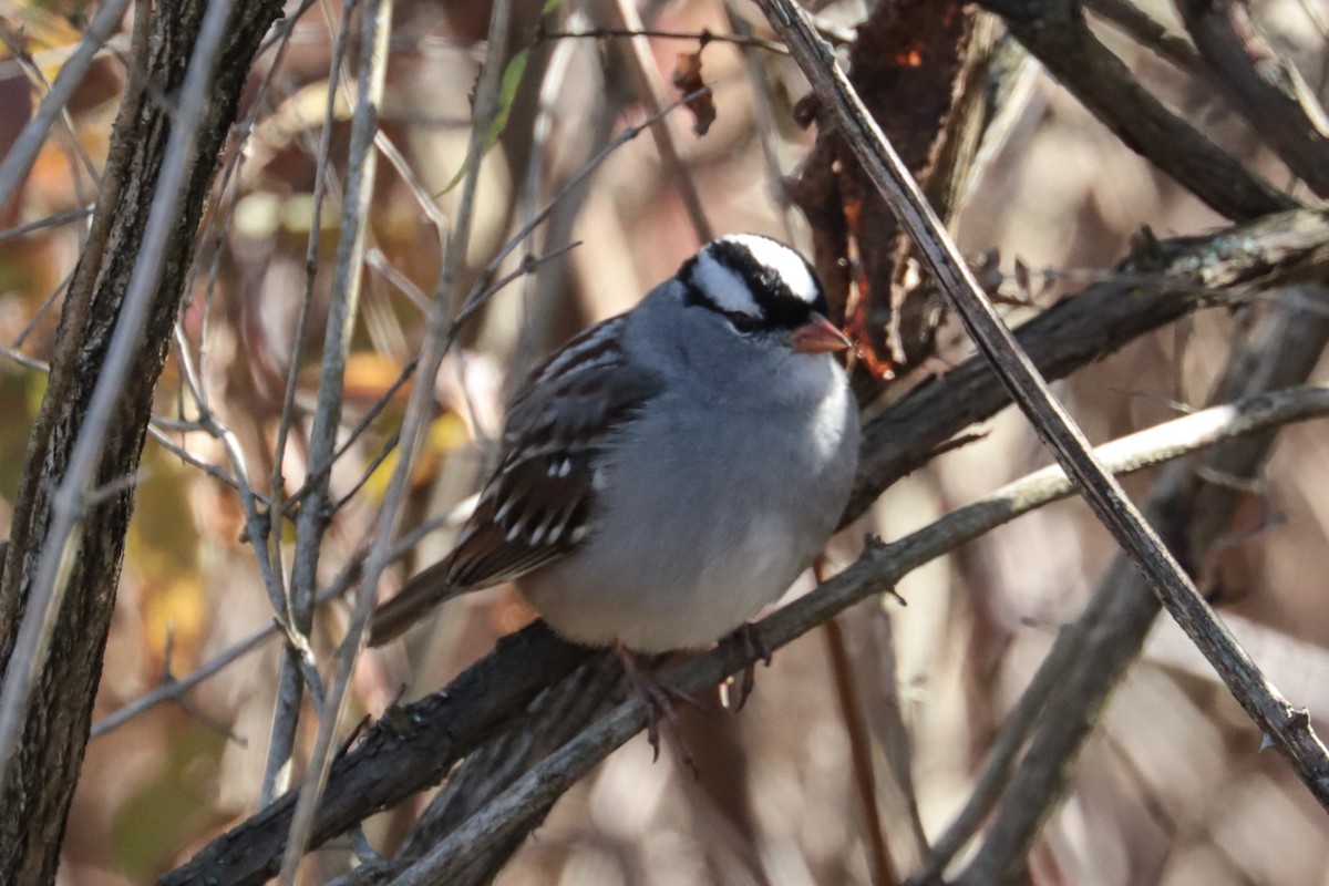 Белобровая овсянка - ML644414566