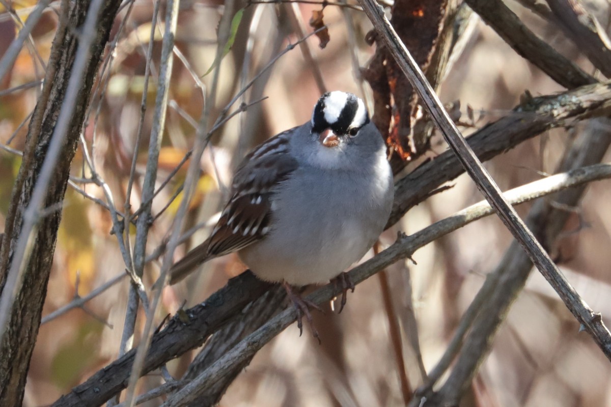 Белобровая овсянка - ML644414567