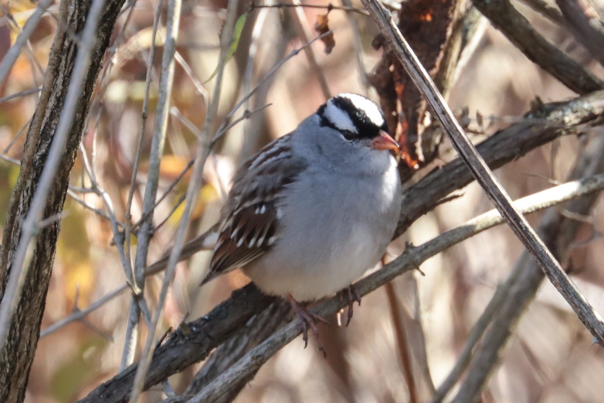 Белобровая овсянка - ML644414568