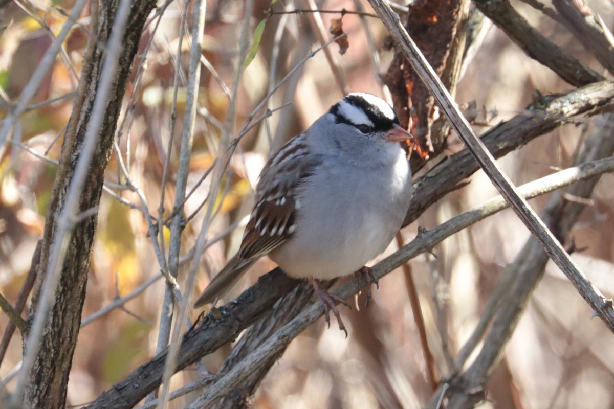 Белобровая овсянка - ML644414569