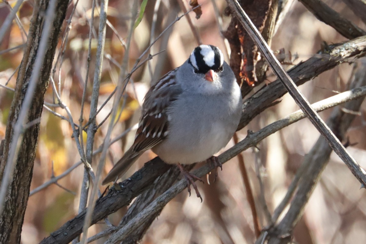 Белобровая овсянка - ML644414570