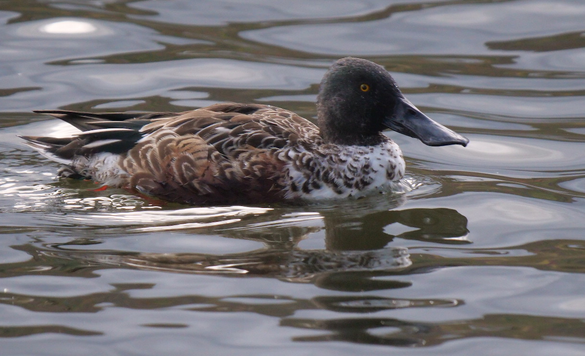 lžičák pestrý - ML644414580