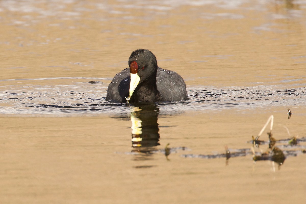 Slate-colored Coot - ML644414599