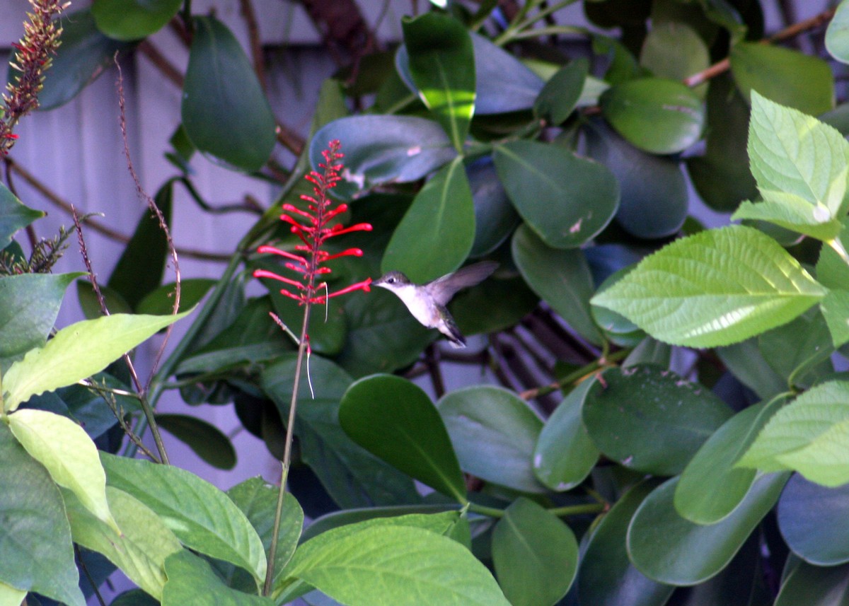 Ruby-throated Hummingbird - ML644414601