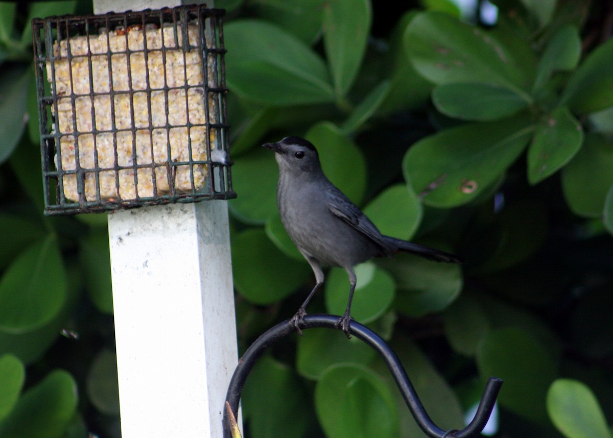 Moqueur chat - ML644414606