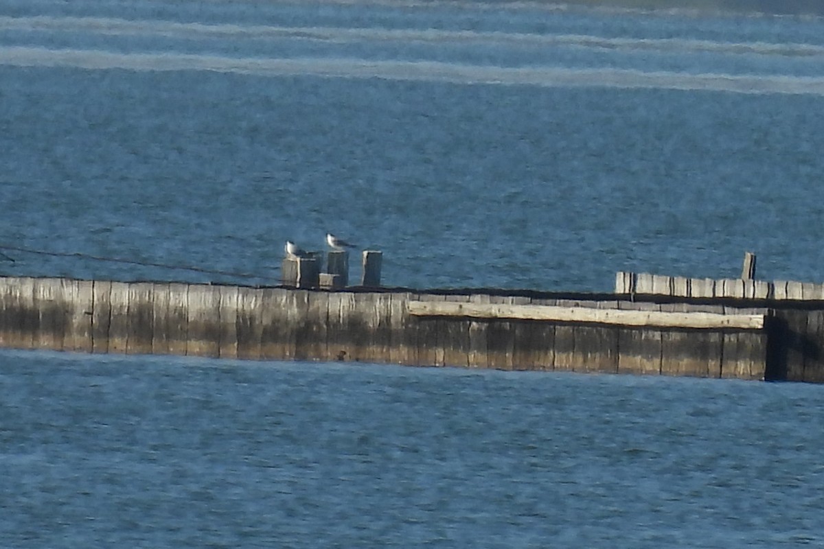 rybák severní - ML644414615