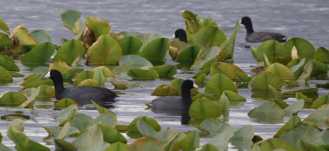 lyska americká - ML644414616