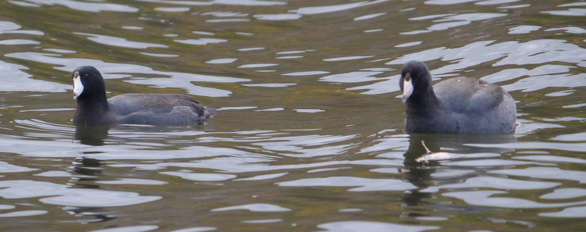 lyska americká - ML644414617