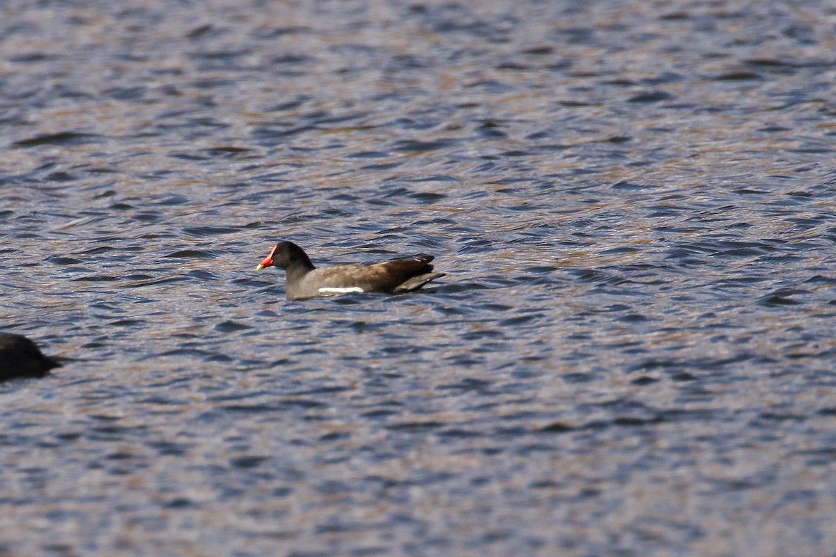 Common Gallinule - ML644414620