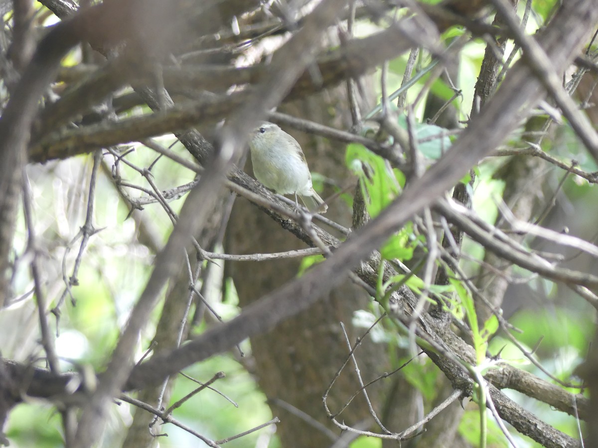 Greenish Warbler - ML644414638