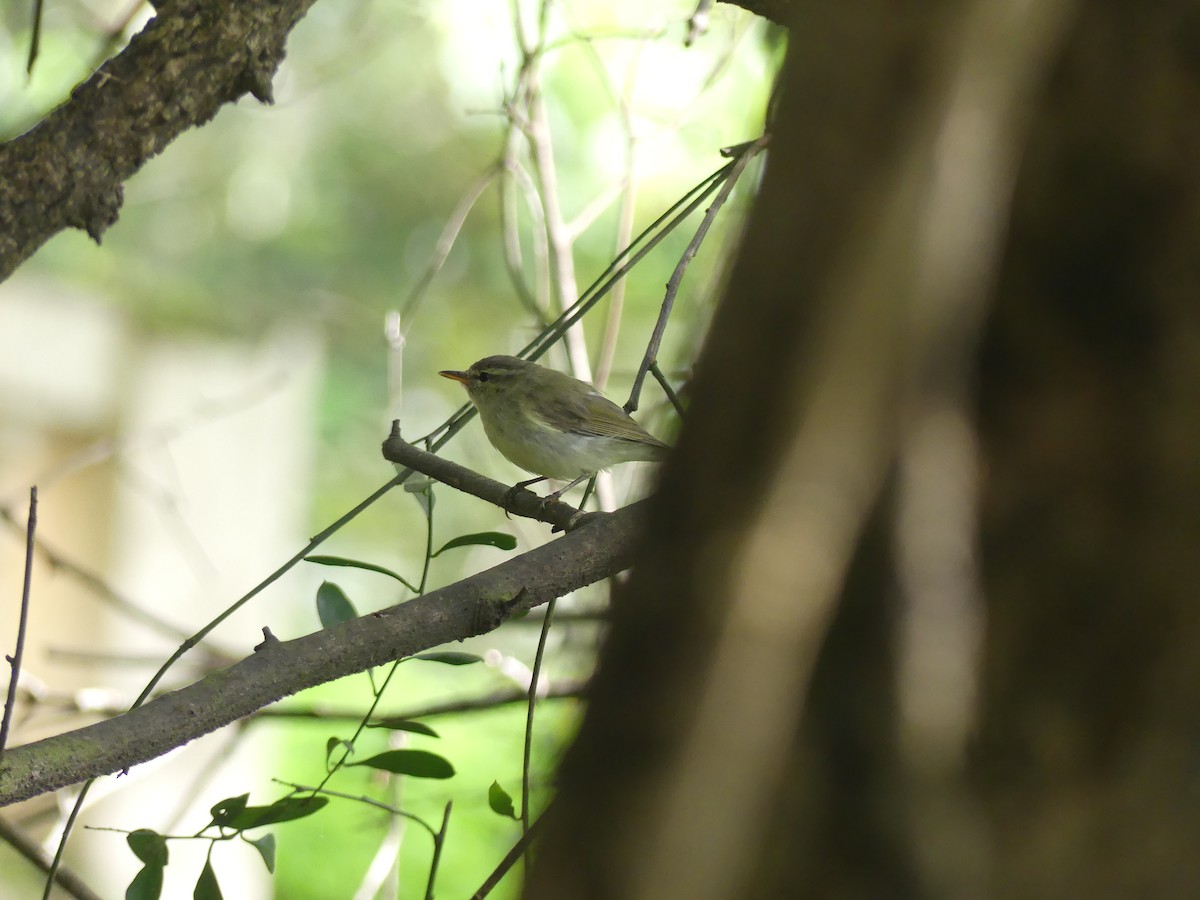 Greenish Warbler - ML644414639