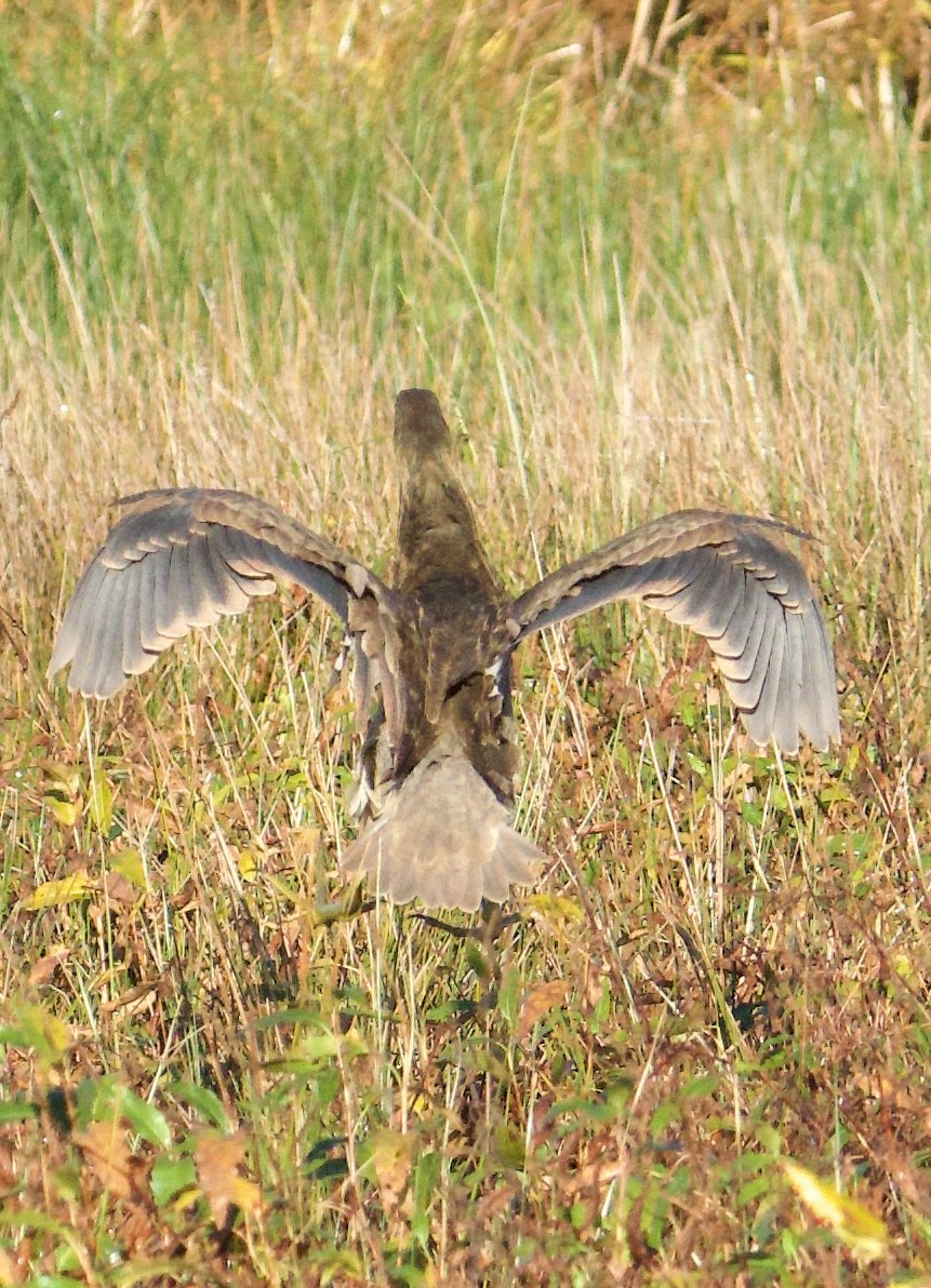 American Bittern - ML644414646