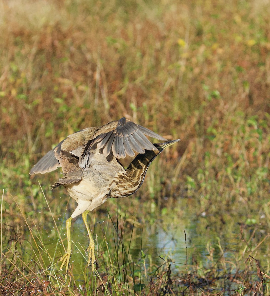 American Bittern - ML644414647