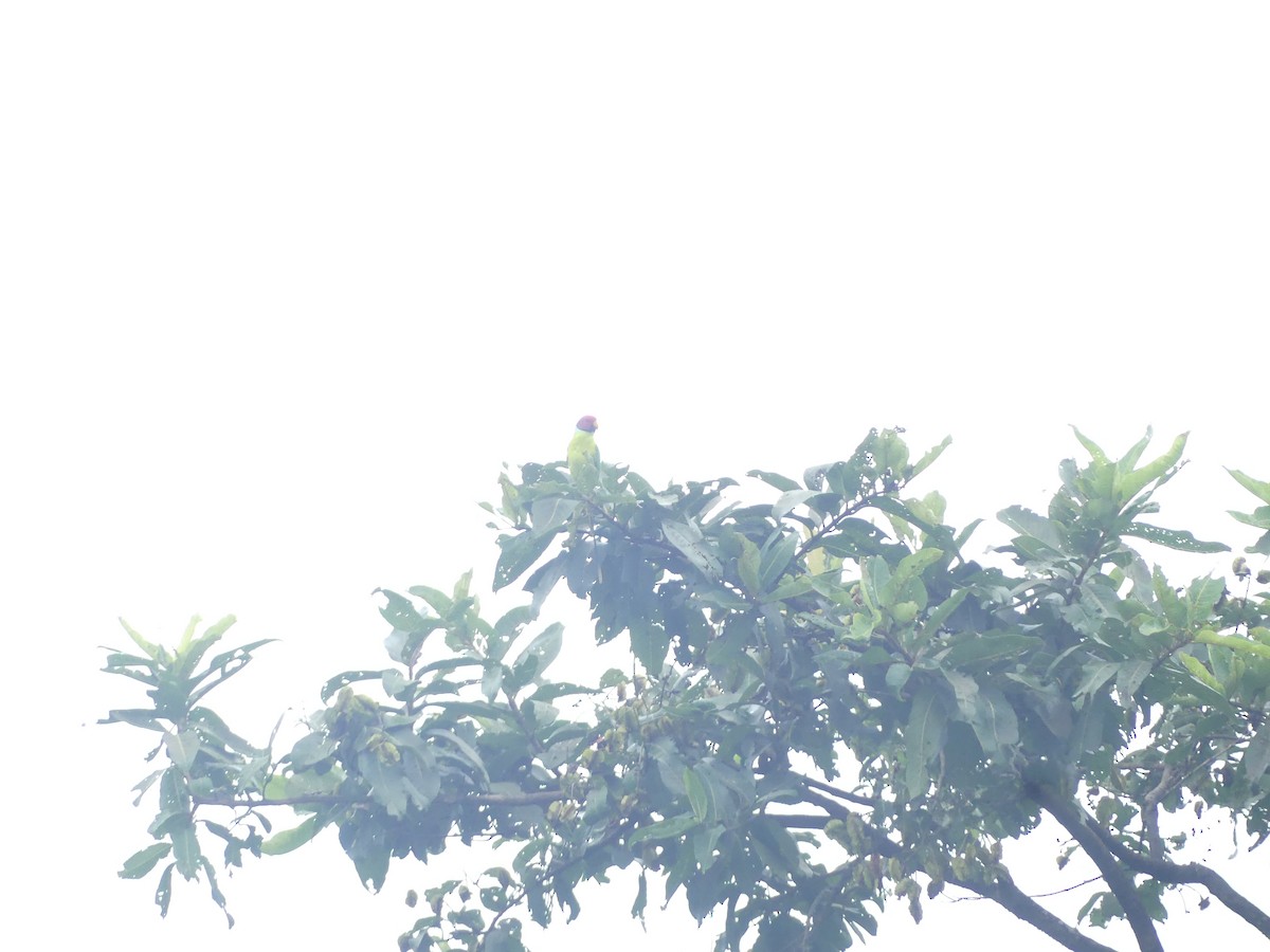 コセイインコ - ML644414650