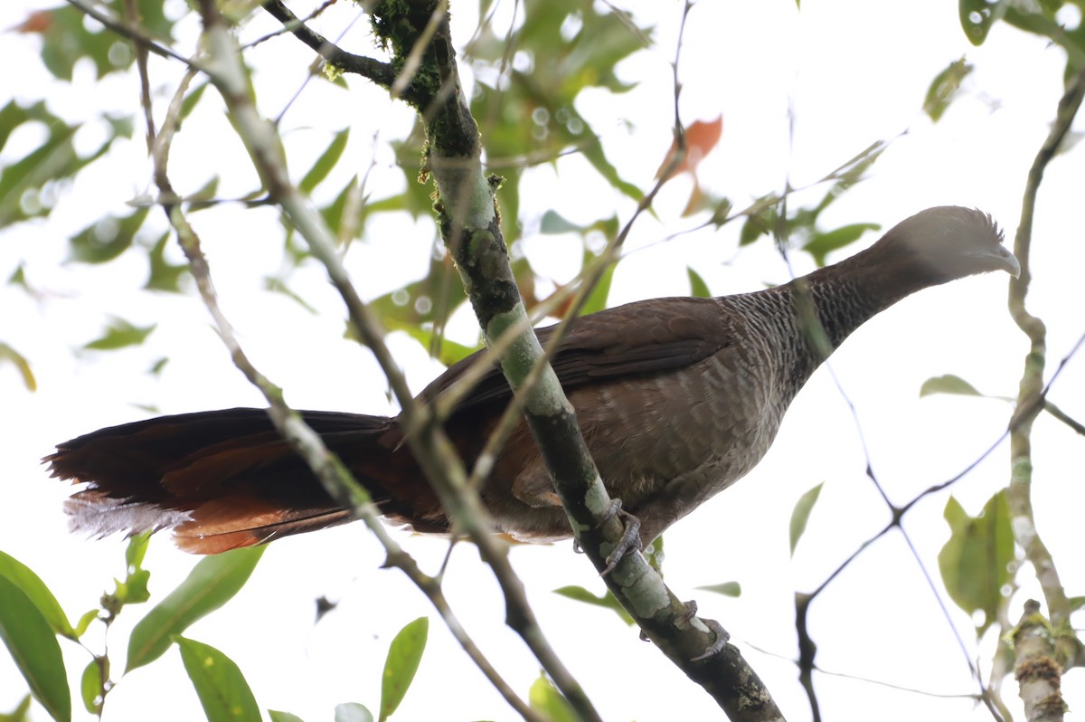 Чачалака строкатовола - ML644414651