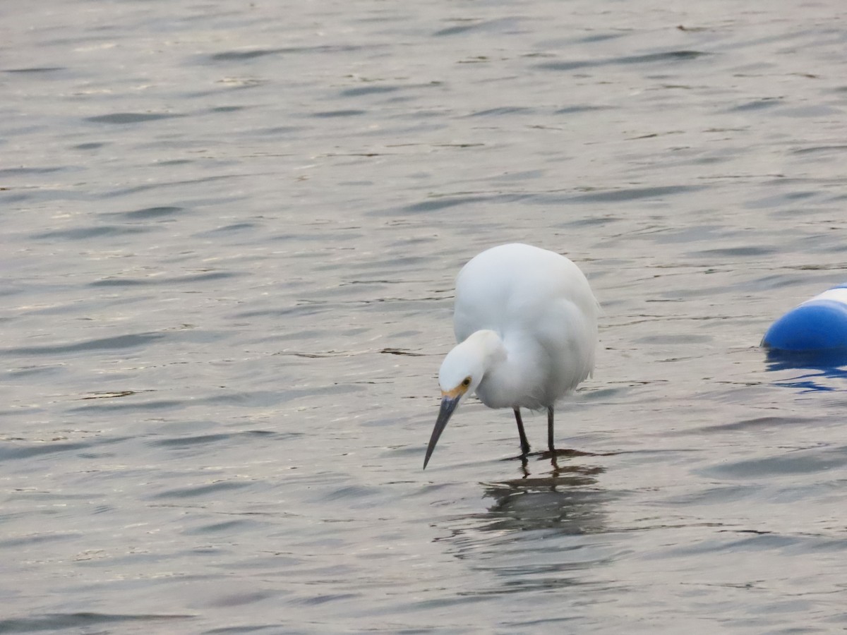 ユキコサギ - ML644414666