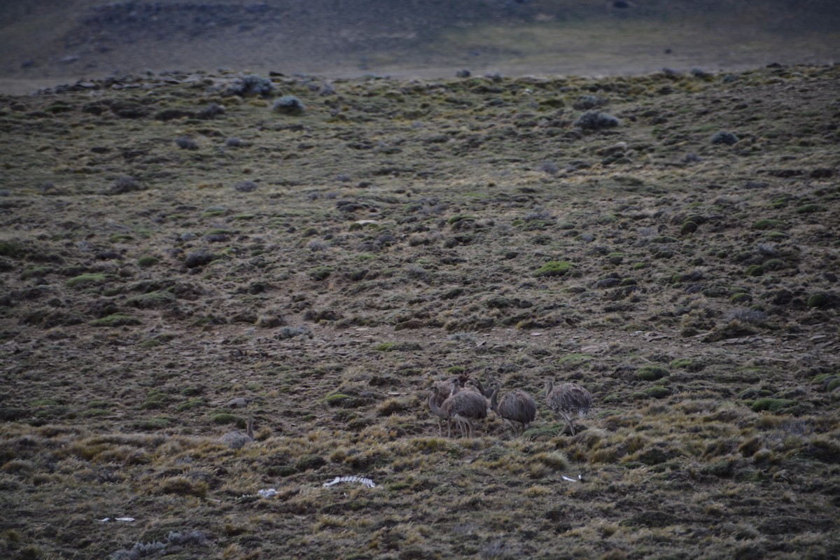 Lesser Rhea - ML644414667