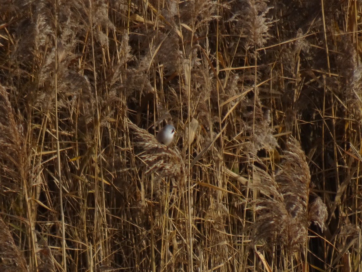 ヒゲガラ - ML644414671