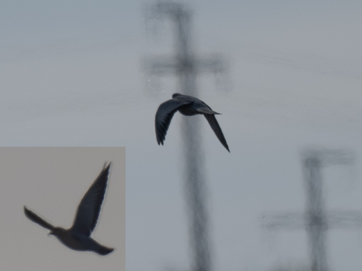 skogdue - ML644414674