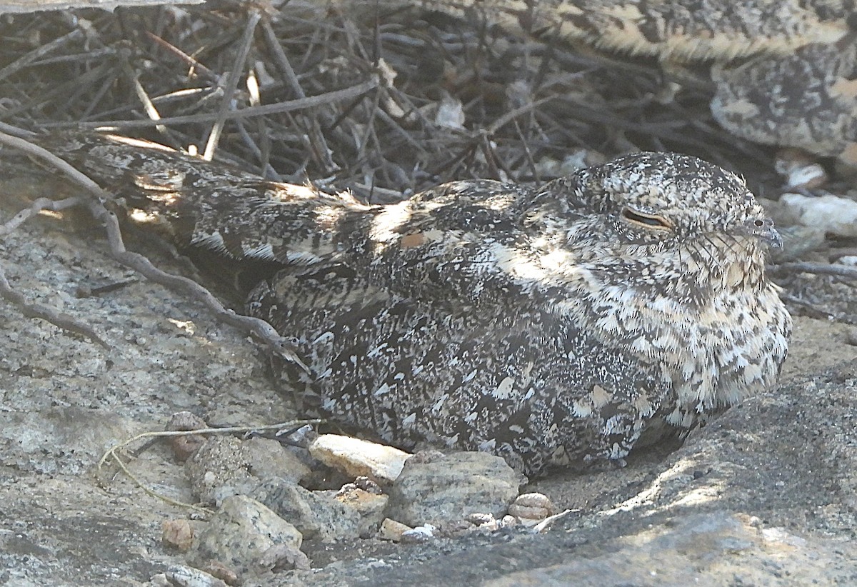 Pygmy Nightjar - ML644414677