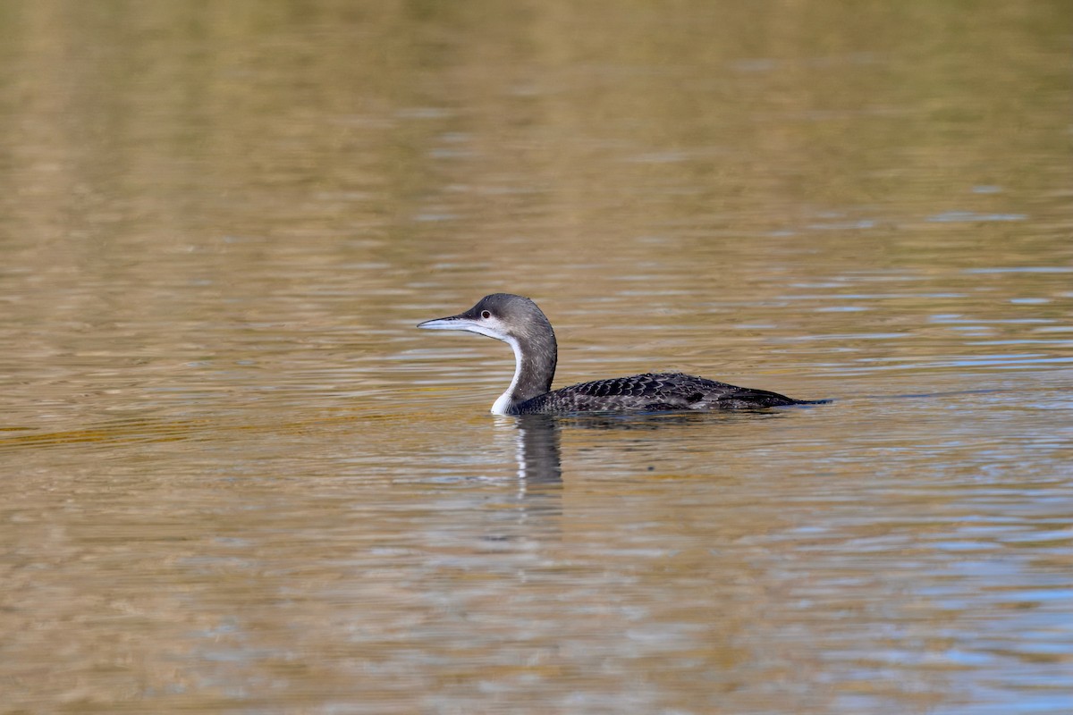 シロエリオオハム - ML644414691