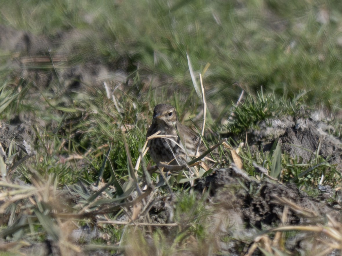 Нугын шийхнүүхэй - ML644414694