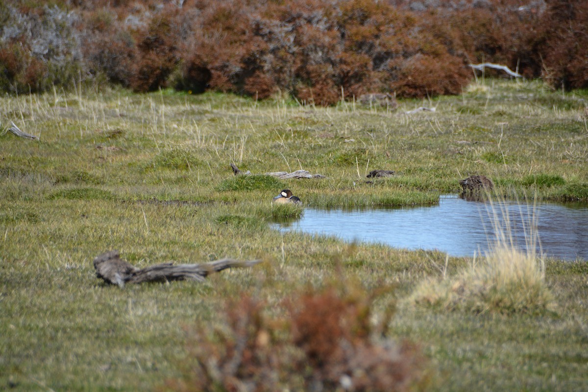 kachna bronzovokřídlá - ML644414706