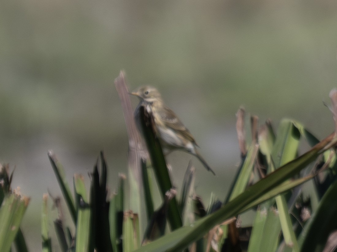 Нугын шийхнүүхэй - ML644414708