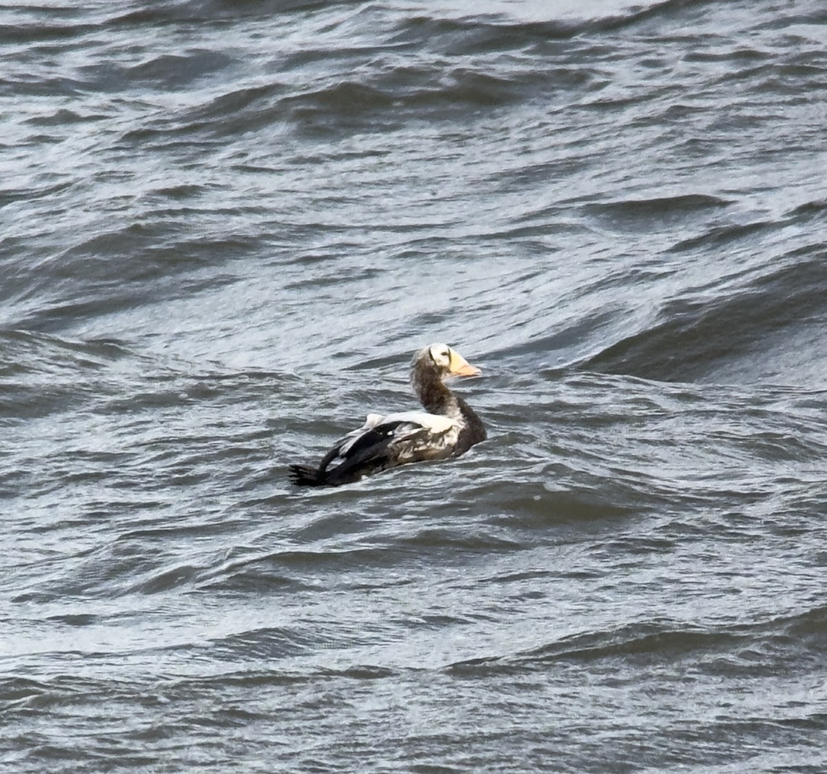 メガネケワタガモ - ML644414718