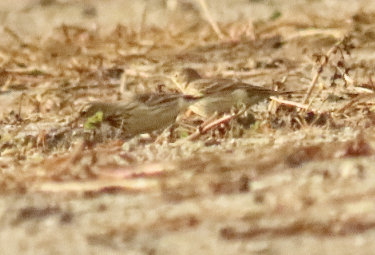 American Pipit - ML644414722