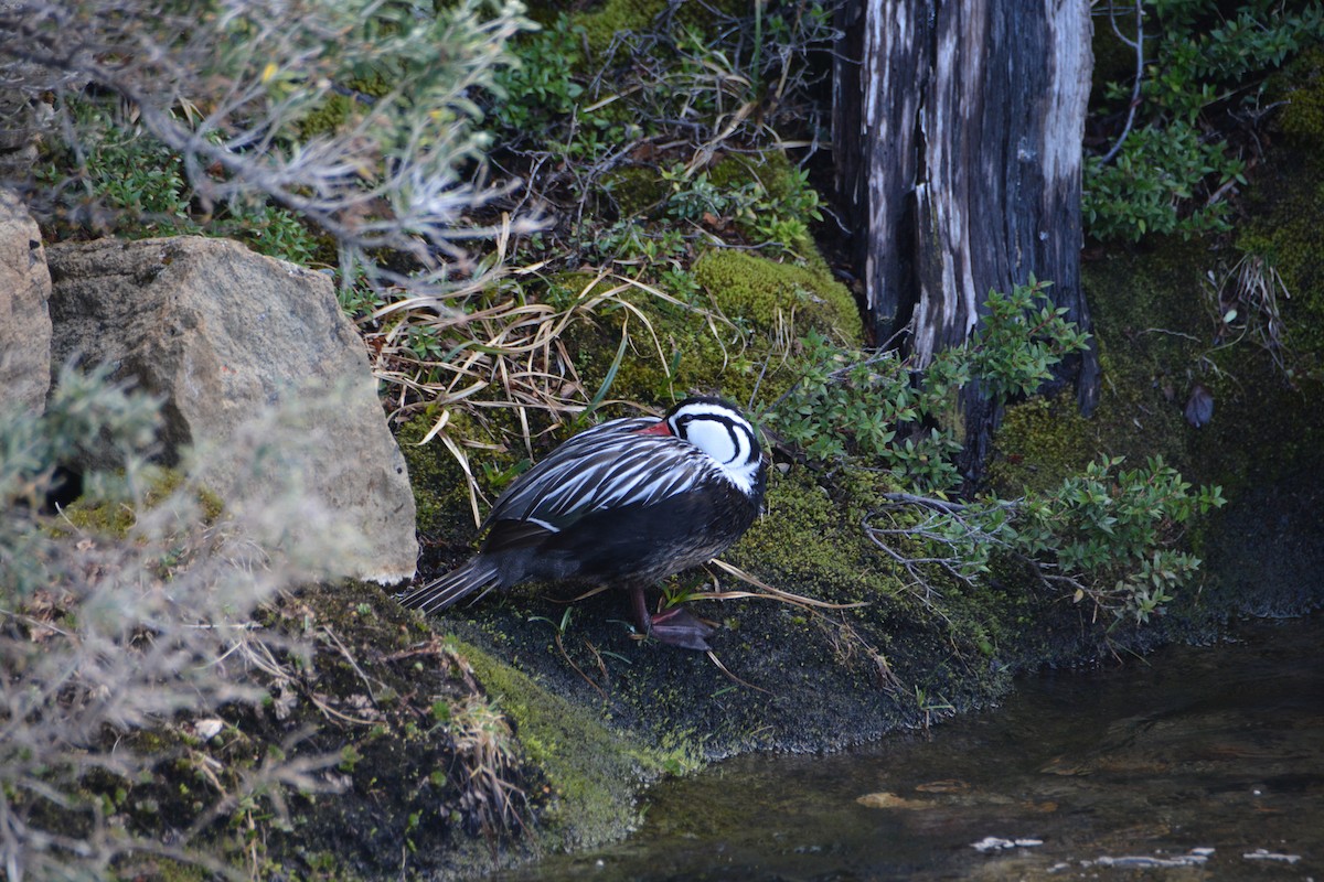 Torrent Duck - ML644414725