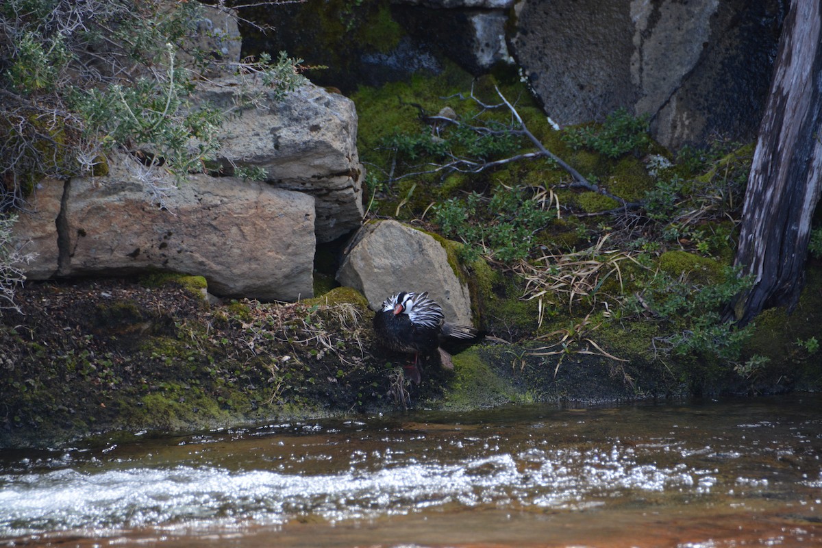 Torrent Duck - ML644414726