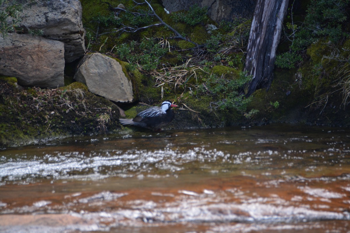 Torrent Duck - ML644414727