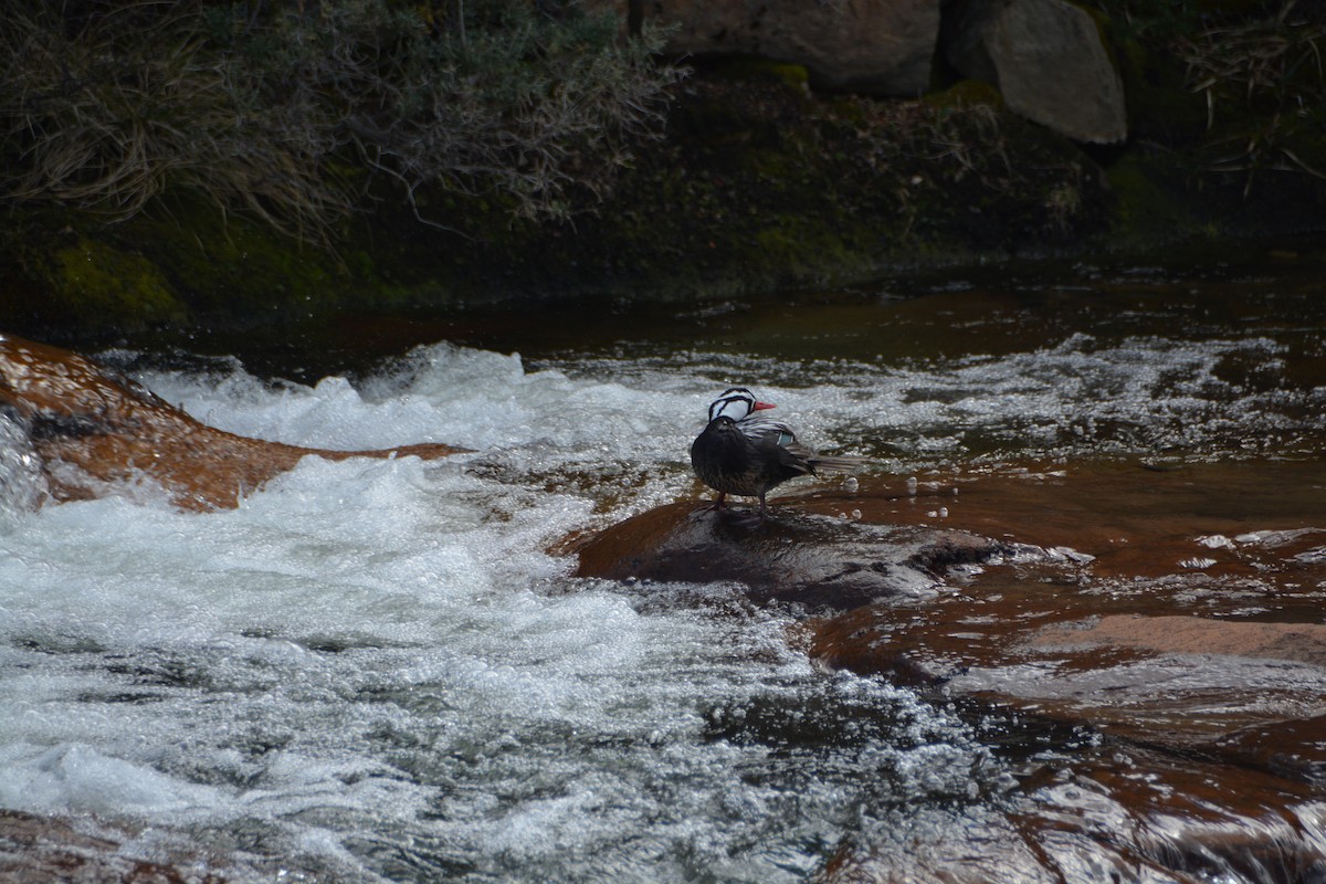 Torrent Duck - ML644414728