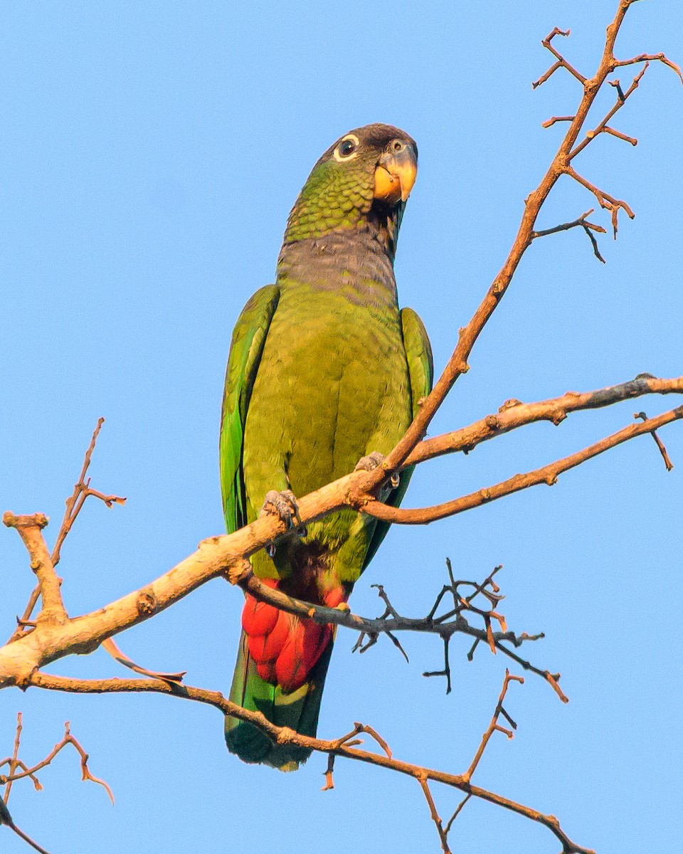 Loro Choclero - ML644414730