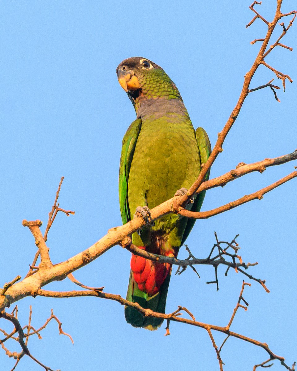 Loro Choclero - ML644414732